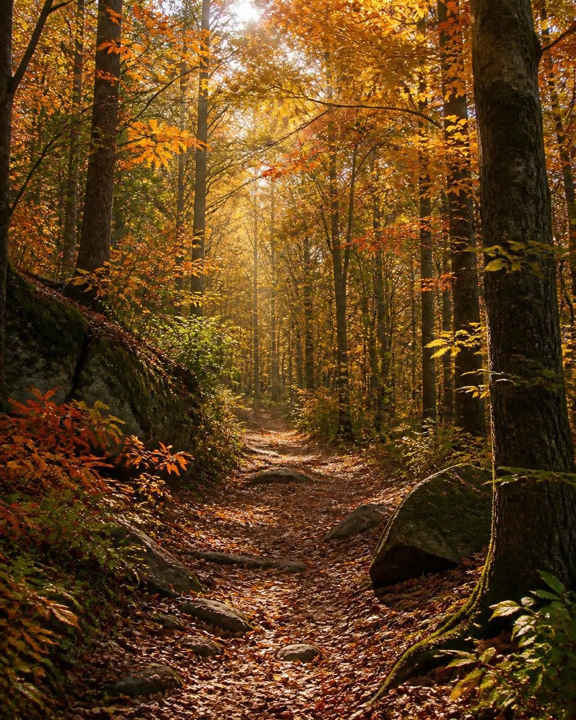 découvrez comment trouver facilement une forêt près de chez vous grâce à nos meilleurs conseils pour une escapade nature authentique et ressourçante à proximité.