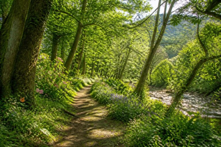 découvrez comment trouver facilement une forêt près de chez vous pour une escapade nature réussie grâce à nos meilleurs conseils pratiques et inspirants.